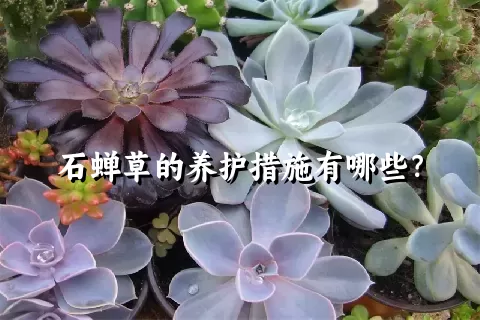 石蝉草的养护措施有哪些？