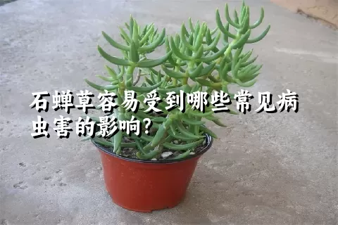 石蝉草容易受到哪些常见病虫害的影响？