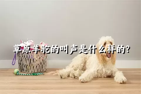 草原羊驼的叫声是什么样的？