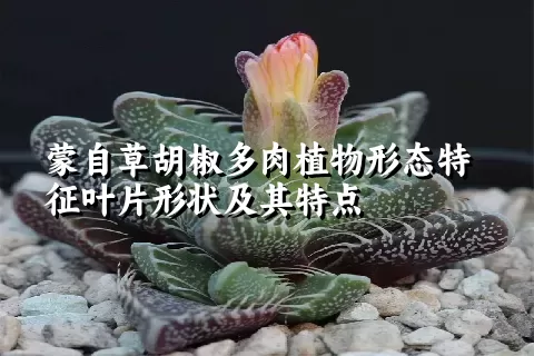 蒙自草胡椒多肉植物形态特征叶片形状及其特点