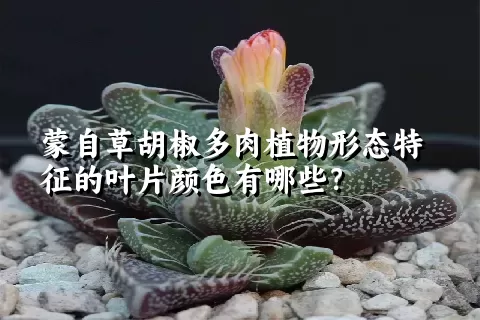 蒙自草胡椒多肉植物形态特征的叶片颜色有哪些？