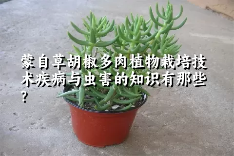 蒙自草胡椒多肉植物栽培技术疾病与虫害的知识有那些？ 