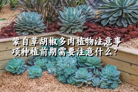 蒙自草胡椒多肉植物注意事项种植前期需要注意什么？ 