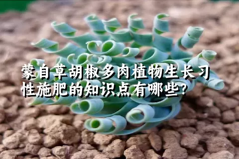 蒙自草胡椒多肉植物生长习性施肥的知识点有哪些？	