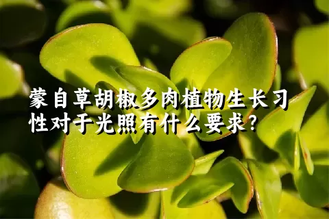 蒙自草胡椒多肉植物生长习性对于光照有什么要求？