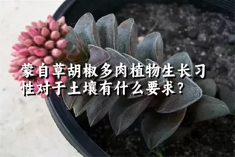 蒙自草胡椒多肉植物生长习性对于土壤有什么要求？	