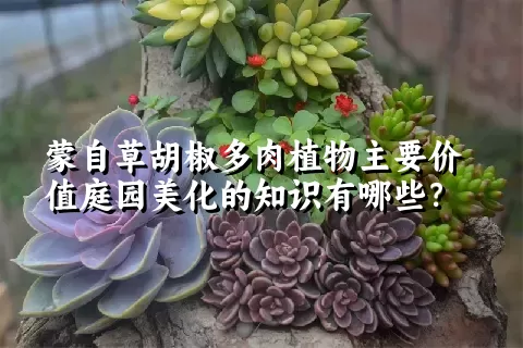 蒙自草胡椒多肉植物主要价值庭园美化的知识有哪些？