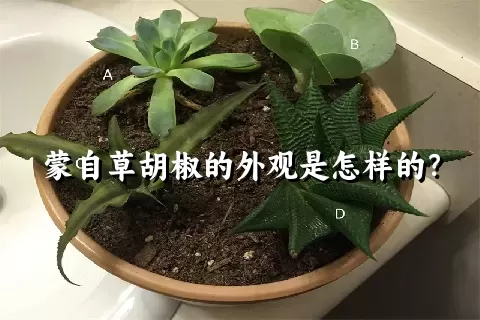 蒙自草胡椒的外观是怎样的？