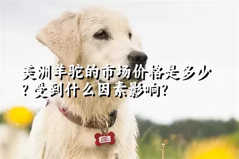 美洲羊驼的市场价格是多少？受到什么因素影响？