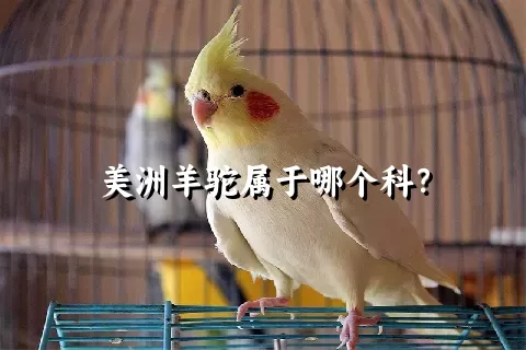 美洲羊驼属于哪个科？