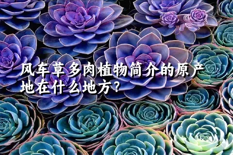 风车草多肉植物简介的原产地在什么地方？