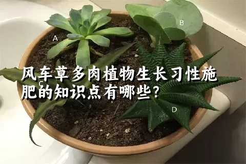 风车草多肉植物生长习性施肥的知识点有哪些？	