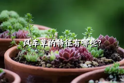 风车草的特征有哪些？