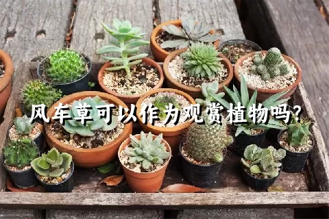 风车草可以作为观赏植物吗？