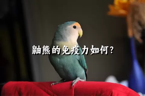 鼬熊的免疫力如何？