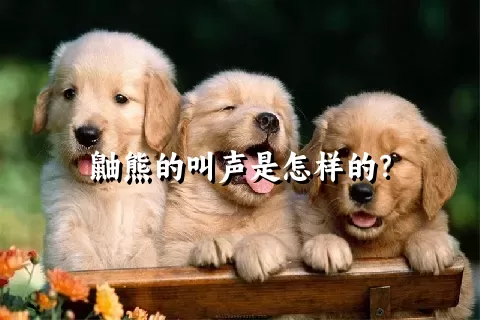 鼬熊的叫声是怎样的？