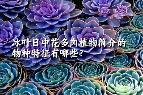 冰叶日中花多肉植物简介的物种特征有哪些？