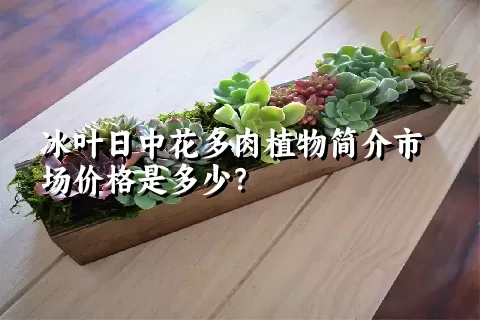 冰叶日中花多肉植物简介市场价格是多少？