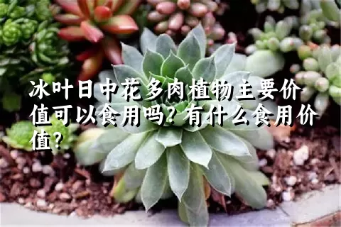 冰叶日中花多肉植物主要价值可以食用吗？有什么食用价值？