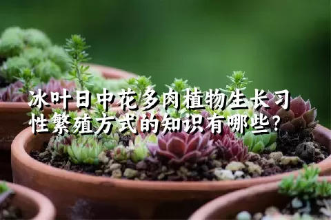 冰叶日中花多肉植物生长习性繁殖方式的知识有哪些？