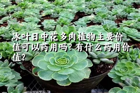 冰叶日中花多肉植物主要价值可以药用吗？有什么药用价值？