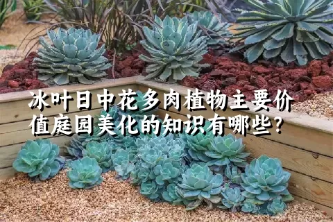 冰叶日中花多肉植物主要价值庭园美化的知识有哪些？