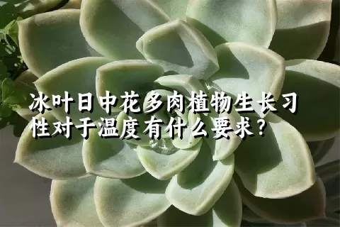 冰叶日中花多肉植物生长习性对于温度有什么要求？