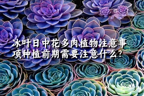 冰叶日中花多肉植物注意事项种植前期需要注意什么？ 