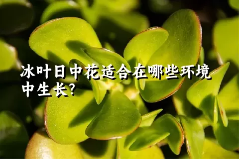 冰叶日中花适合在哪些环境中生长？