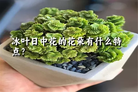 冰叶日中花的花朵有什么特点？