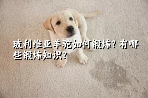 玻利维亚羊驼如何锻炼？有哪些锻炼知识？