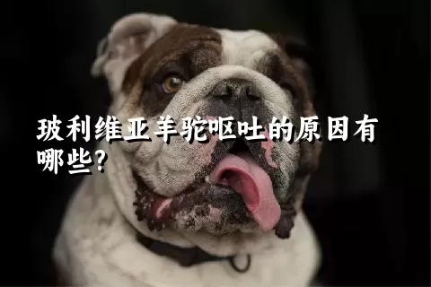 玻利维亚羊驼呕吐的原因有哪些?