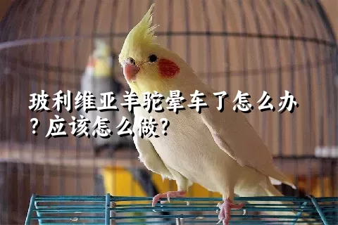 玻利维亚羊驼晕车了怎么办？应该怎么做？