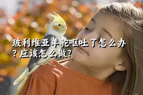 玻利维亚羊驼呕吐了怎么办？应该怎么做？