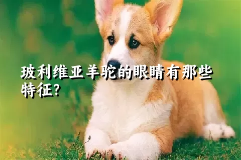 玻利维亚羊驼的眼睛有那些特征？