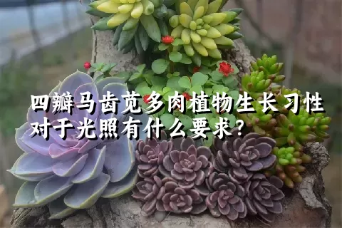 四瓣马齿苋多肉植物生长习性对于光照有什么要求？