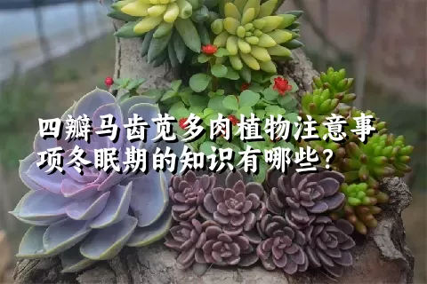 四瓣马齿苋多肉植物注意事项冬眠期的知识有哪些？