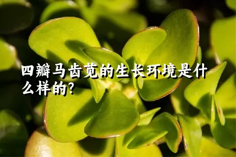 四瓣马齿苋的生长环境是什么样的？