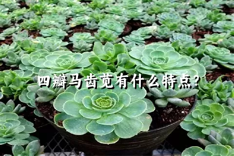 四瓣马齿苋有什么特点？