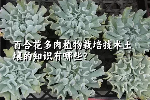 百合花多肉植物栽培技术土壤的知识有哪些？