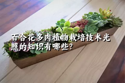 百合花多肉植物栽培技术光照的知识有哪些？ 