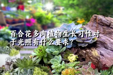 百合花多肉植物生长习性对于光照有什么要求？