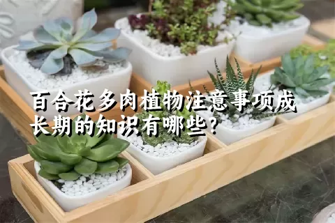 百合花多肉植物注意事项成长期的知识有哪些？ 