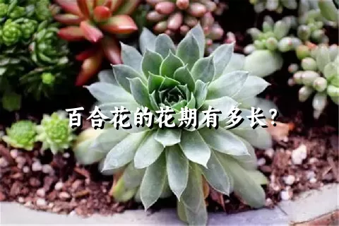 百合花的花期有多长？