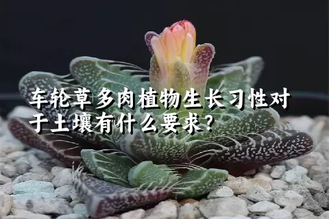 车轮草多肉植物生长习性对于土壤有什么要求？	