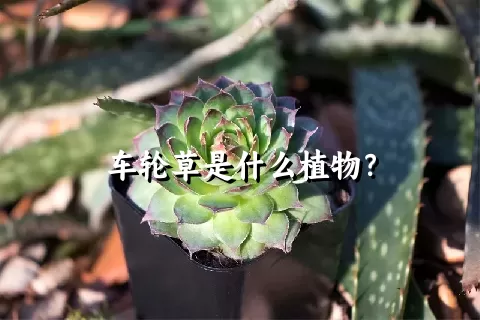 车轮草是什么植物？