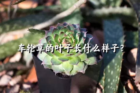 车轮草的叶子长什么样子？