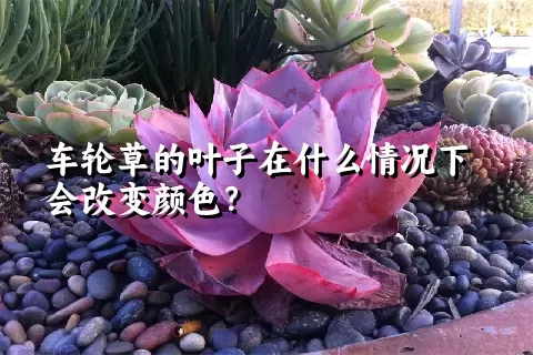 车轮草的叶子在什么情况下会改变颜色？