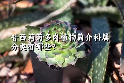 普西莉菊多肉植物简介科属分类有哪些？