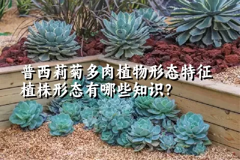 普西莉菊多肉植物形态特征植株形态有哪些知识？